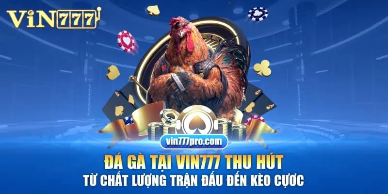 Đá gà tại Vin777 thu hút từ chất lượng trận đấu đến kèo cựơc